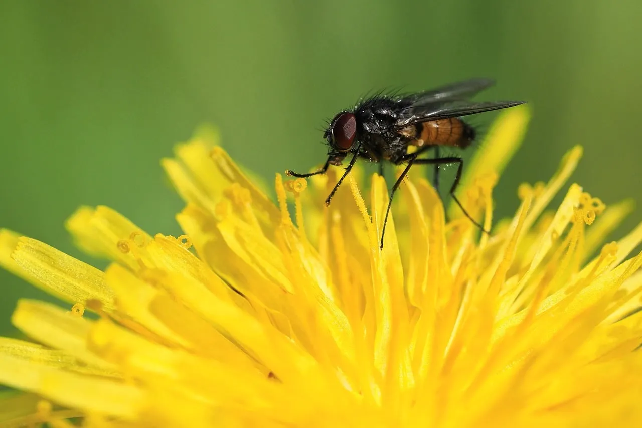 Vibrant Macro: Fly on Blooming Dandelion Petals