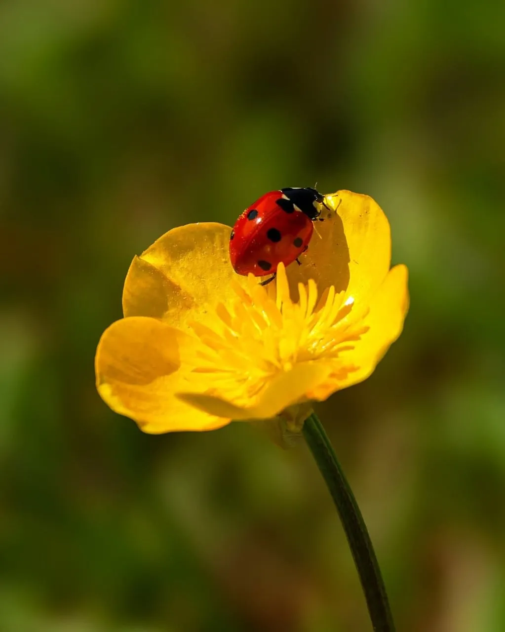 Vibrant Ladybug on Buttercup: Nature's Macro Beauty