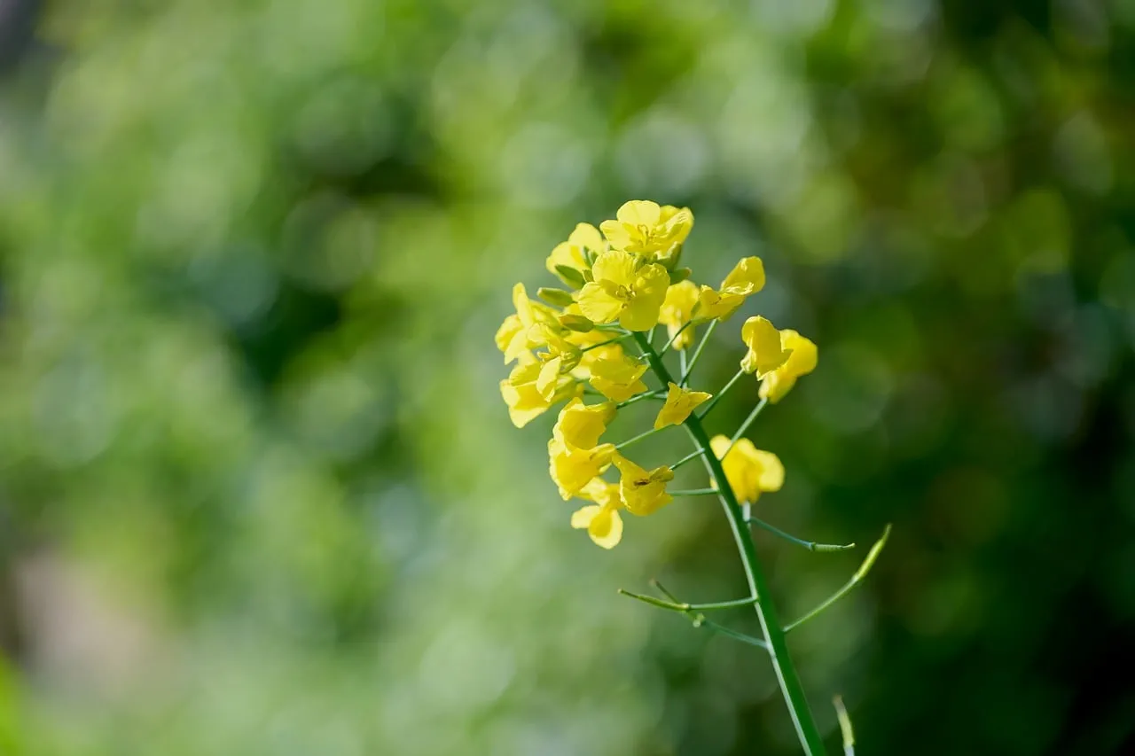 Vibrant Rapeseed Blooms: Nature's Golden Embrace in Springtime