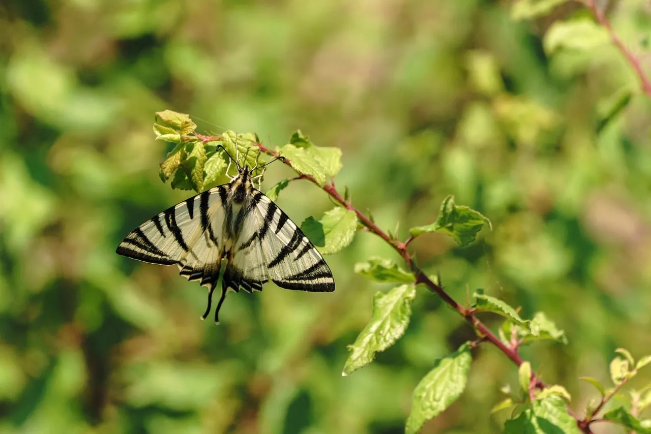 Stunning Striped Swallowtail Butterfly on Vibrant Green Leaves
