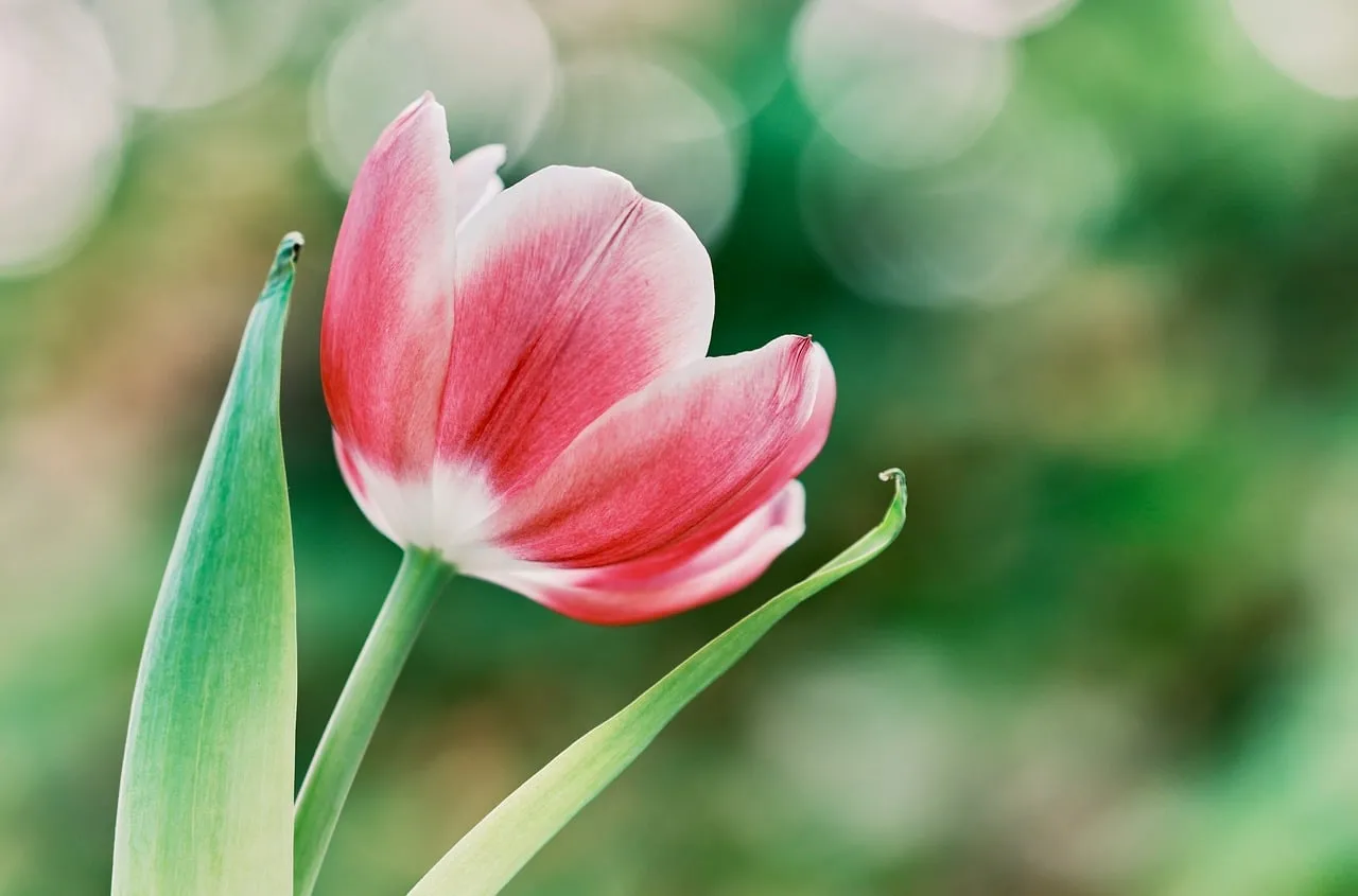 Stunning Pink Tulip Blooms in Soft Spring Light