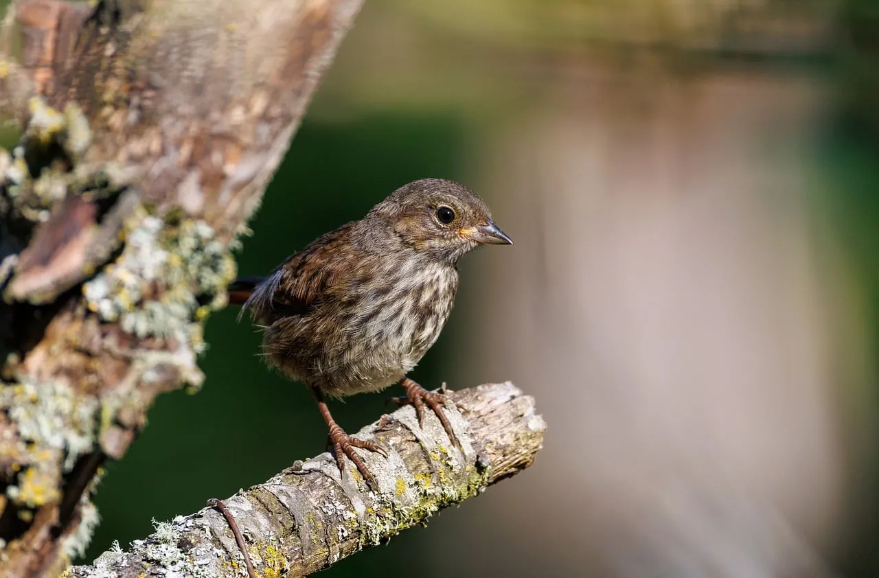 Charming Backyard Sparrow Perched on Lichen-Covered Branch