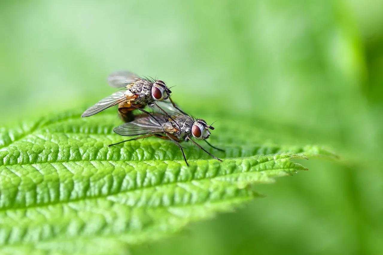 Intimate Macro: Mating Flies on a Vibrant Green Leaf