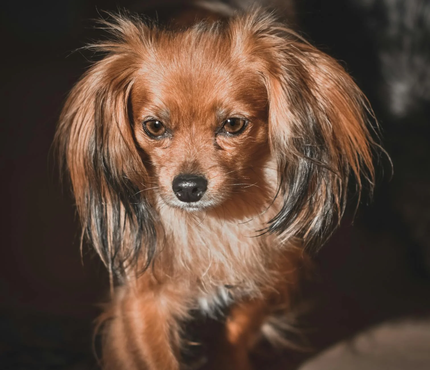 Captivating Gaze: Russian Toy Terrier's Expressive Charm