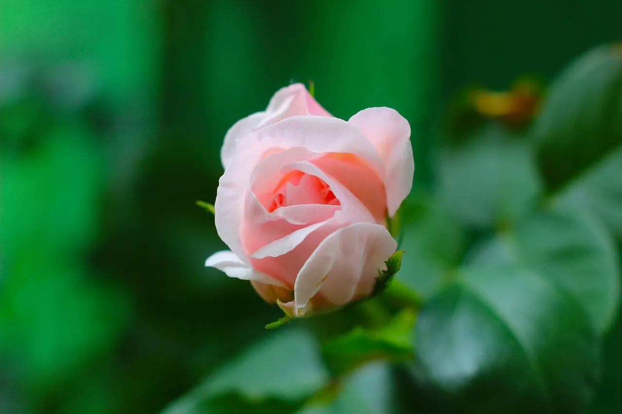 Delicate Pink Rose Bud: A Symbol of Serene Natural Beauty