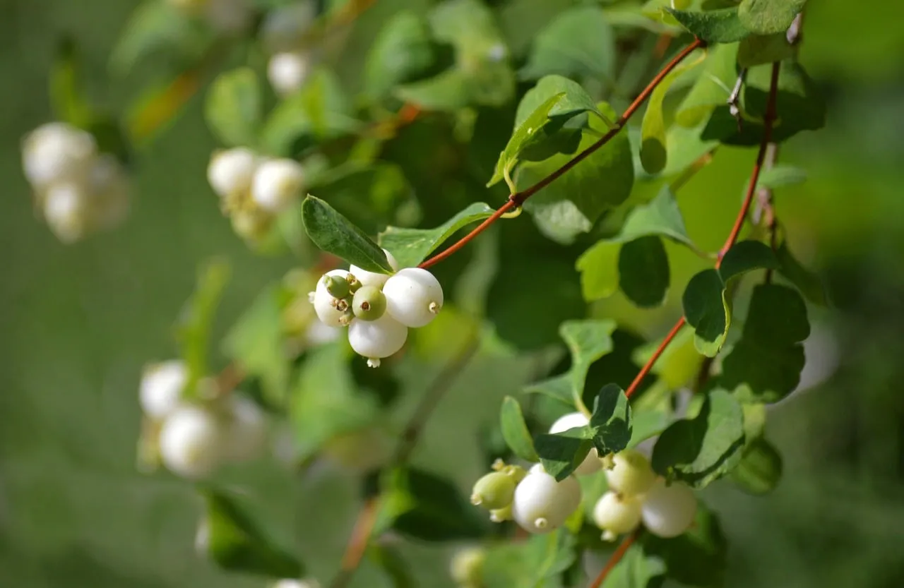 Vibrant Snowberry Clusters: Nature's Delicate White Gems