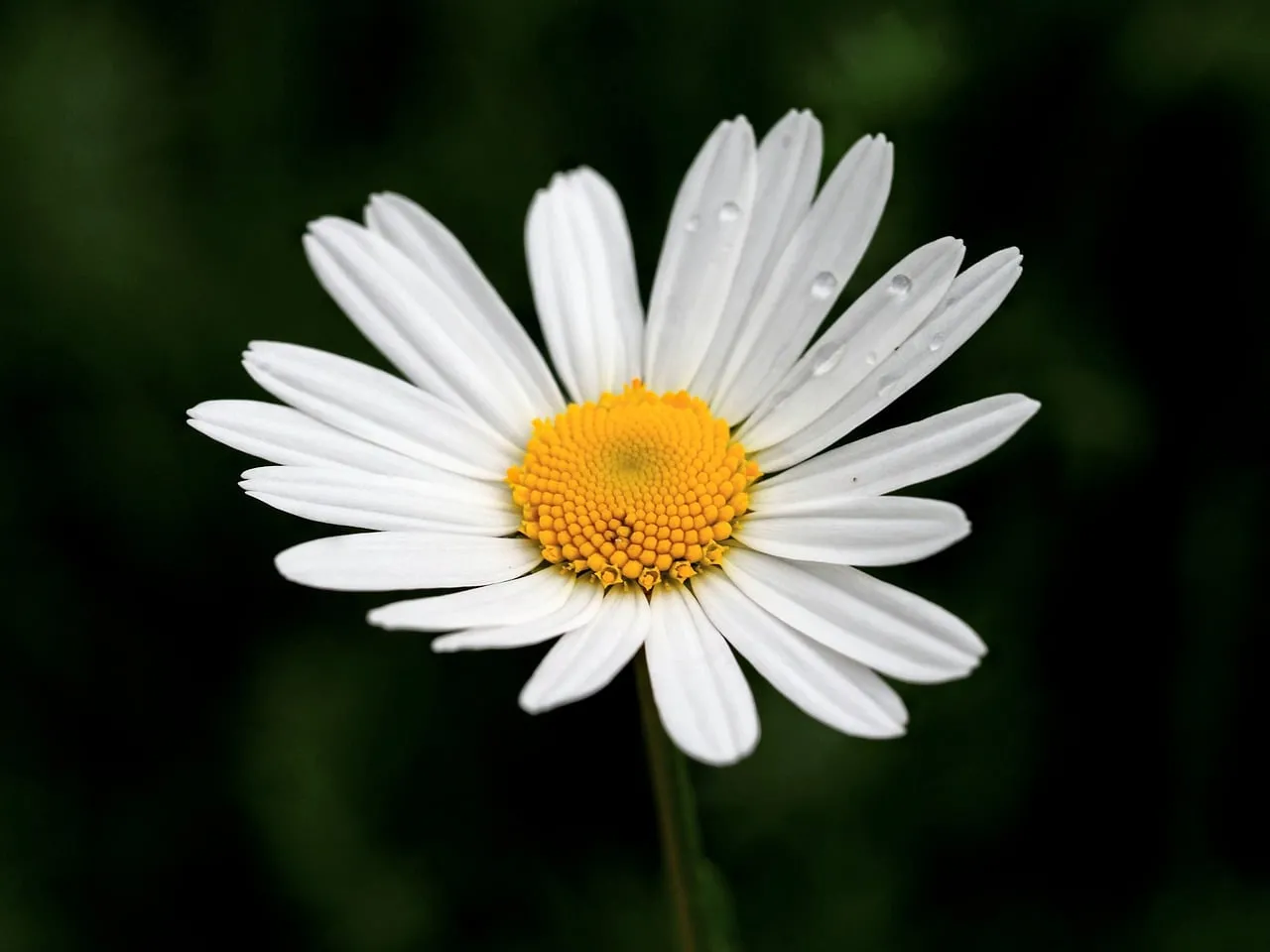 Stunning Macro Daisy: White Petals, Golden Heart, and Dewdrops