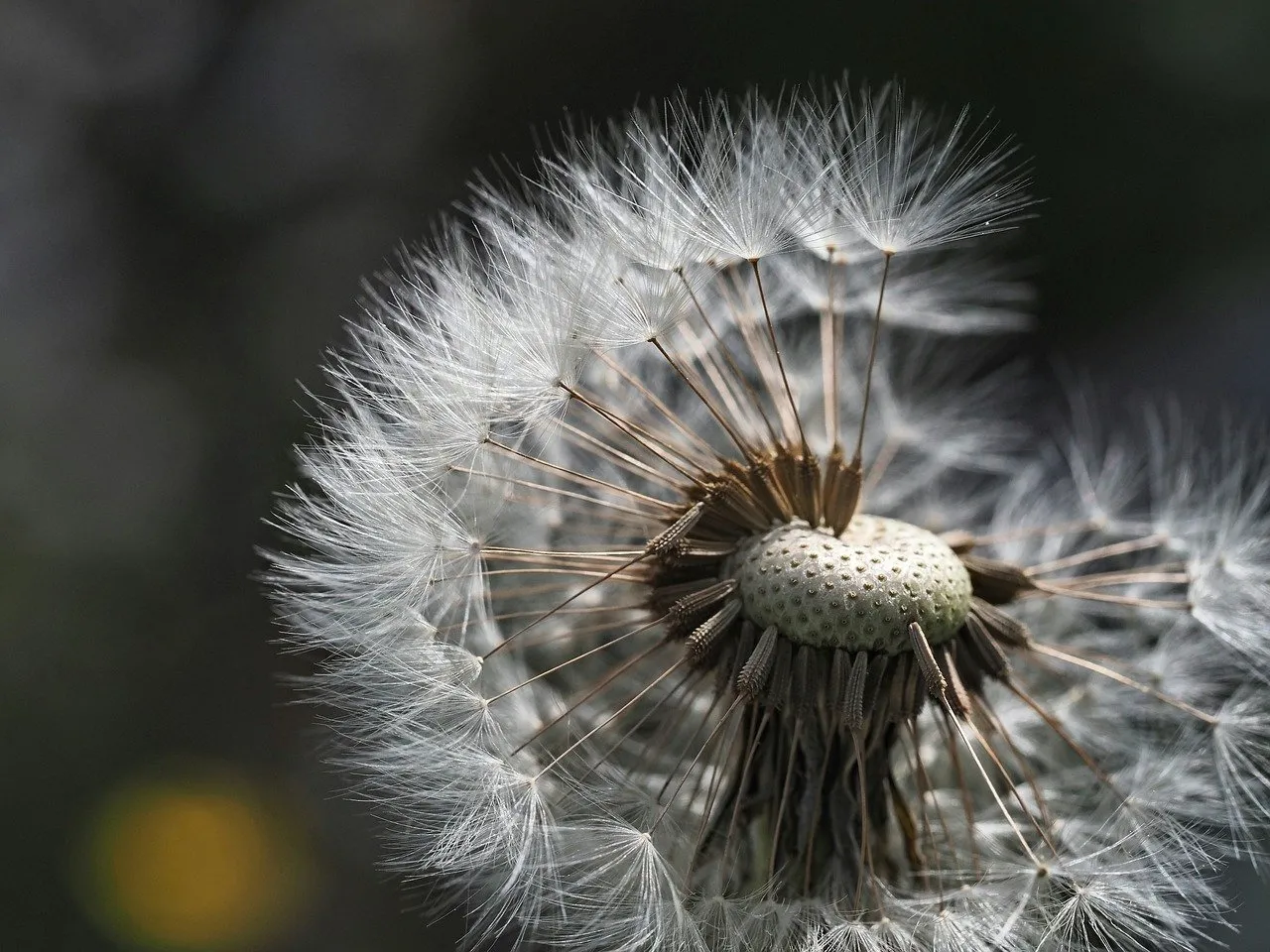 Delicate Macro Dandelion: Whispers of Spring's Fragility