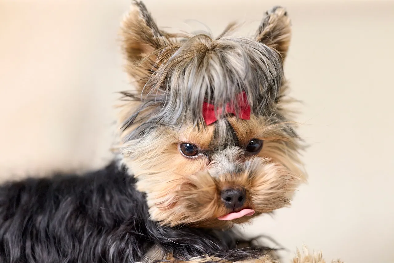 Adorable Yorkie Puppy with Red Bow and Playful Tongue Out