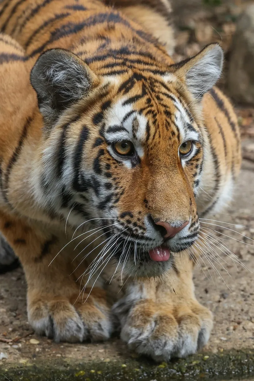 Majestic Striped Predator: A Tiger's Intense Gaze