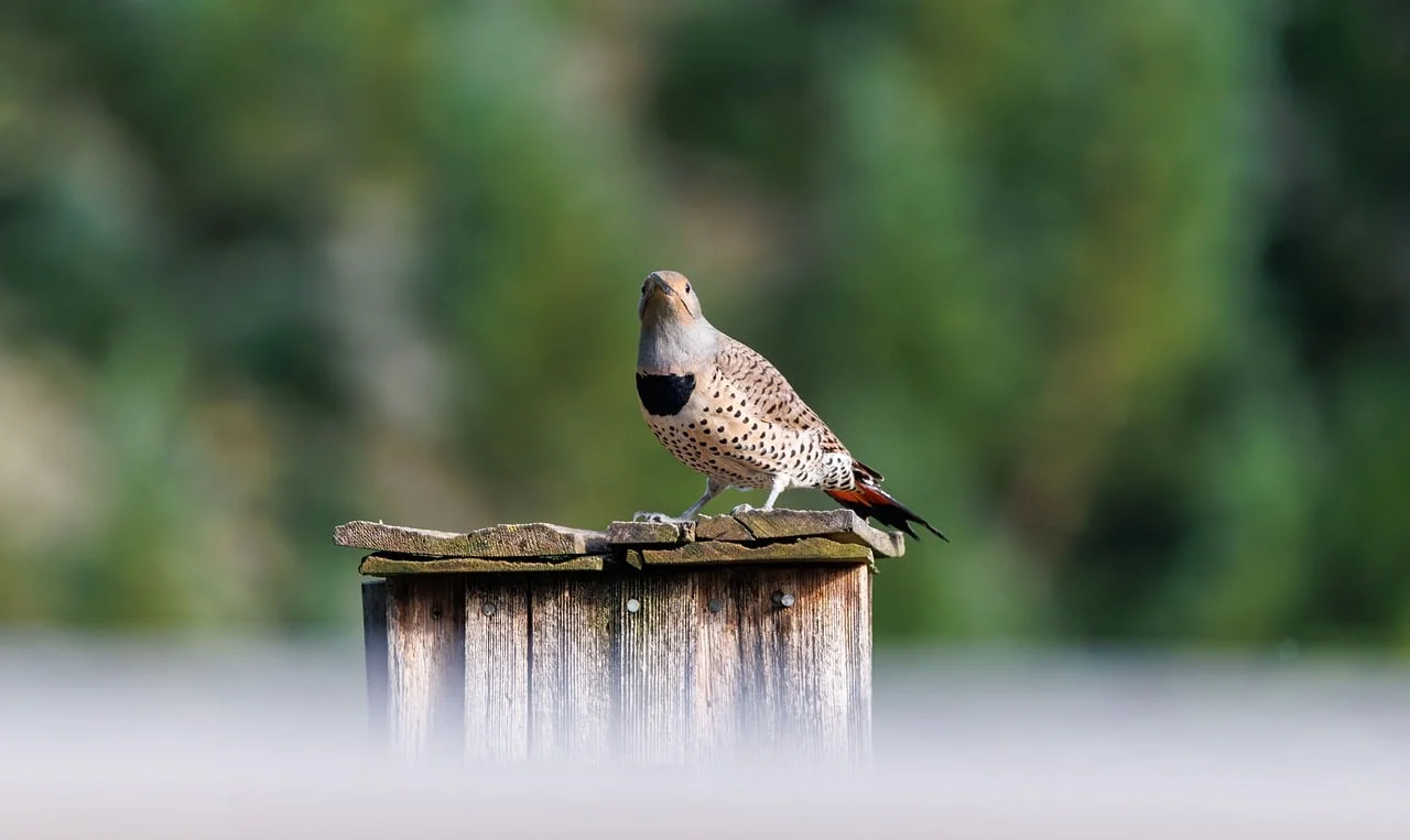 Vibrant Northern Flicker Perched: A Glimpse of Spring Wildlife