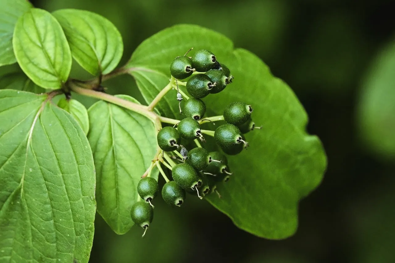 Vibrant Unripe Berries: Nature's Intricate Green Beauty