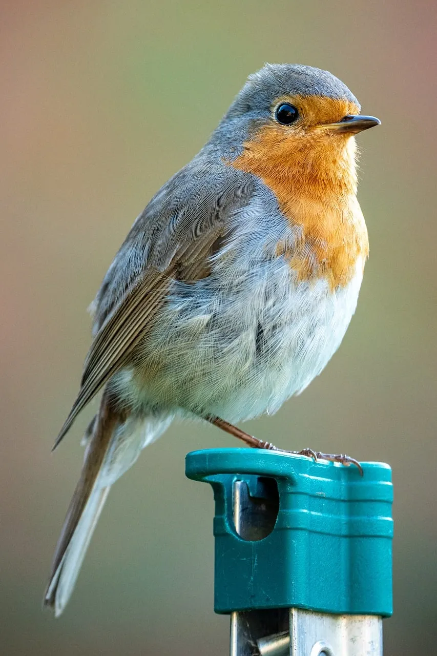 Vibrant Robin Perched: Spring's Charming Garden Visitor