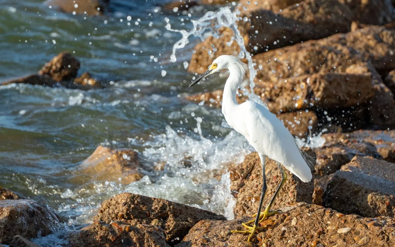 Graceful Snowy Egret Hunts on Rocky Shoreline