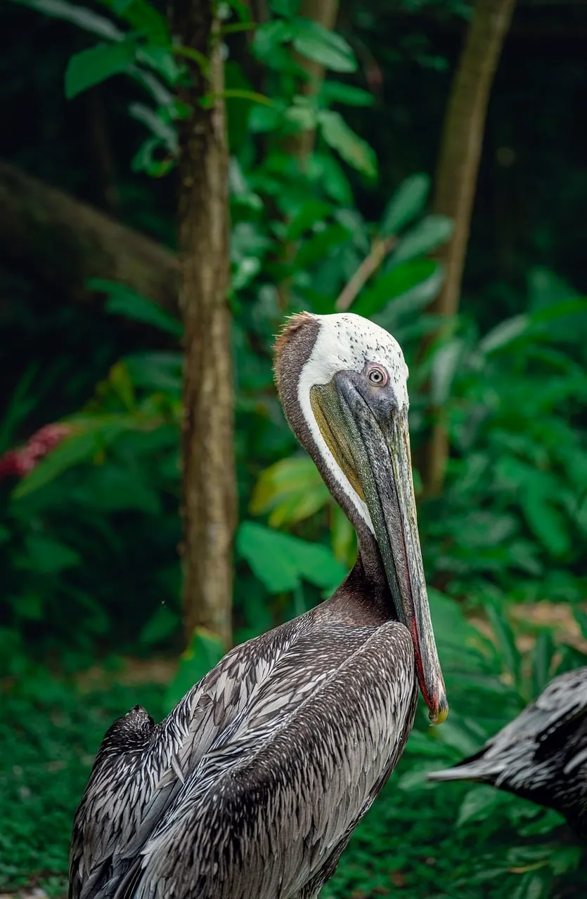 Majestic Pelican Close-up: Jungle's Graceful Giant