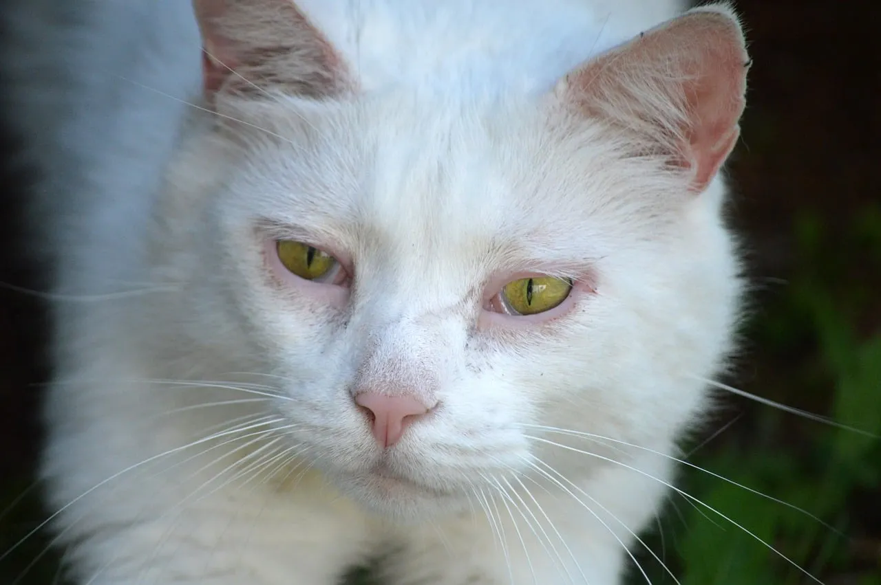 Enchanting Gaze: Fluffy White Cat with Piercing Green Eyes