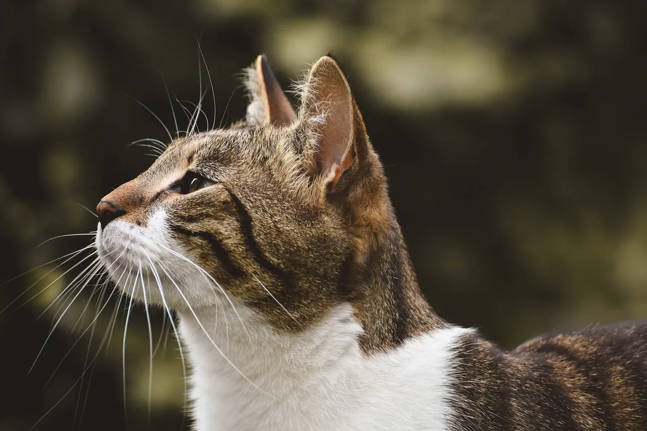 Majestic Feline: Alert Cat Profile in Nature
