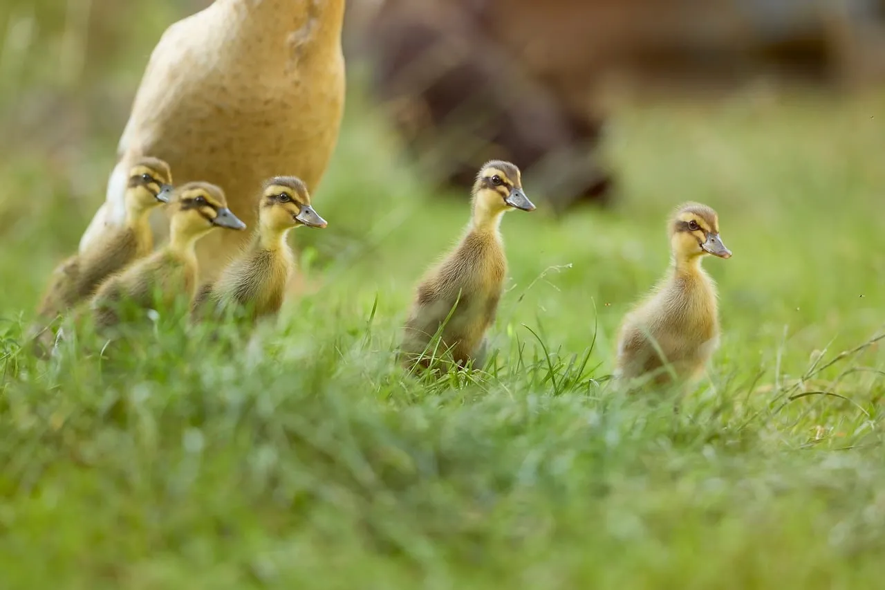 Adorable Fluffy Ducklings: New Life in Spring