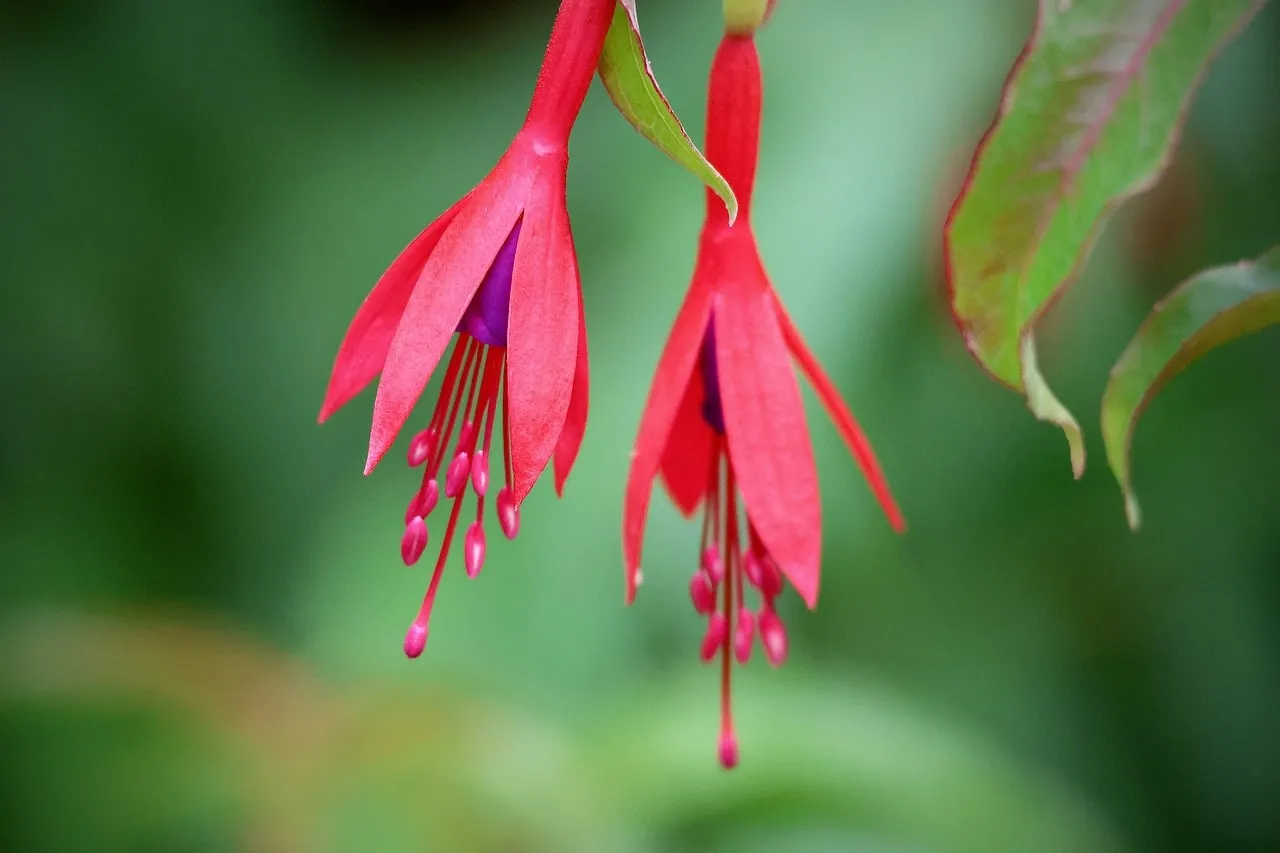 Vibrant Fuchsia: Dazzling Red Blooms in Nature's Embrace