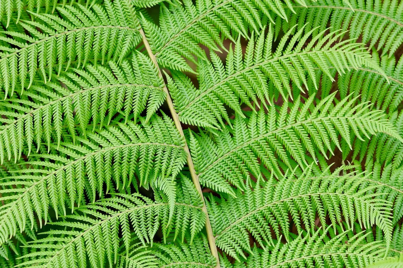 Vibrant Green Fern Fronds: Nature's Intricate Symmetry