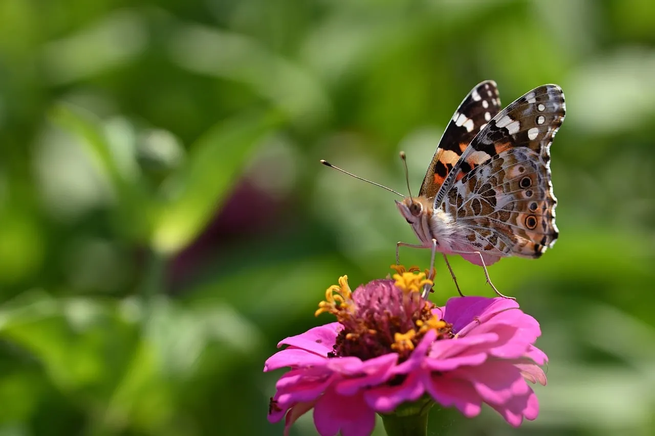 Vibrant Zinnia Blossom with Intricate Painted Lady Butterfly