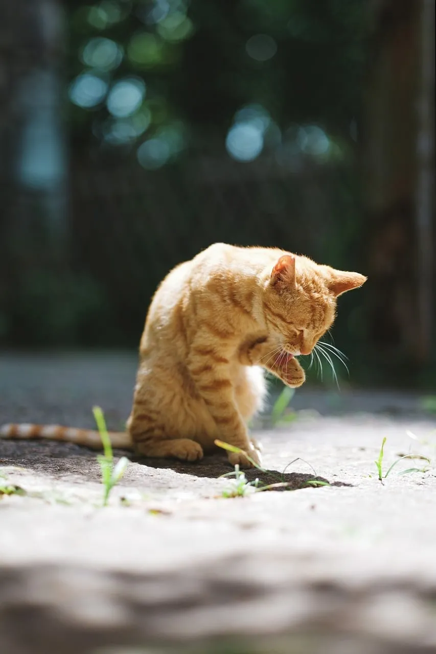 Charming Ginger Kitten Grooming in Golden Sunlight