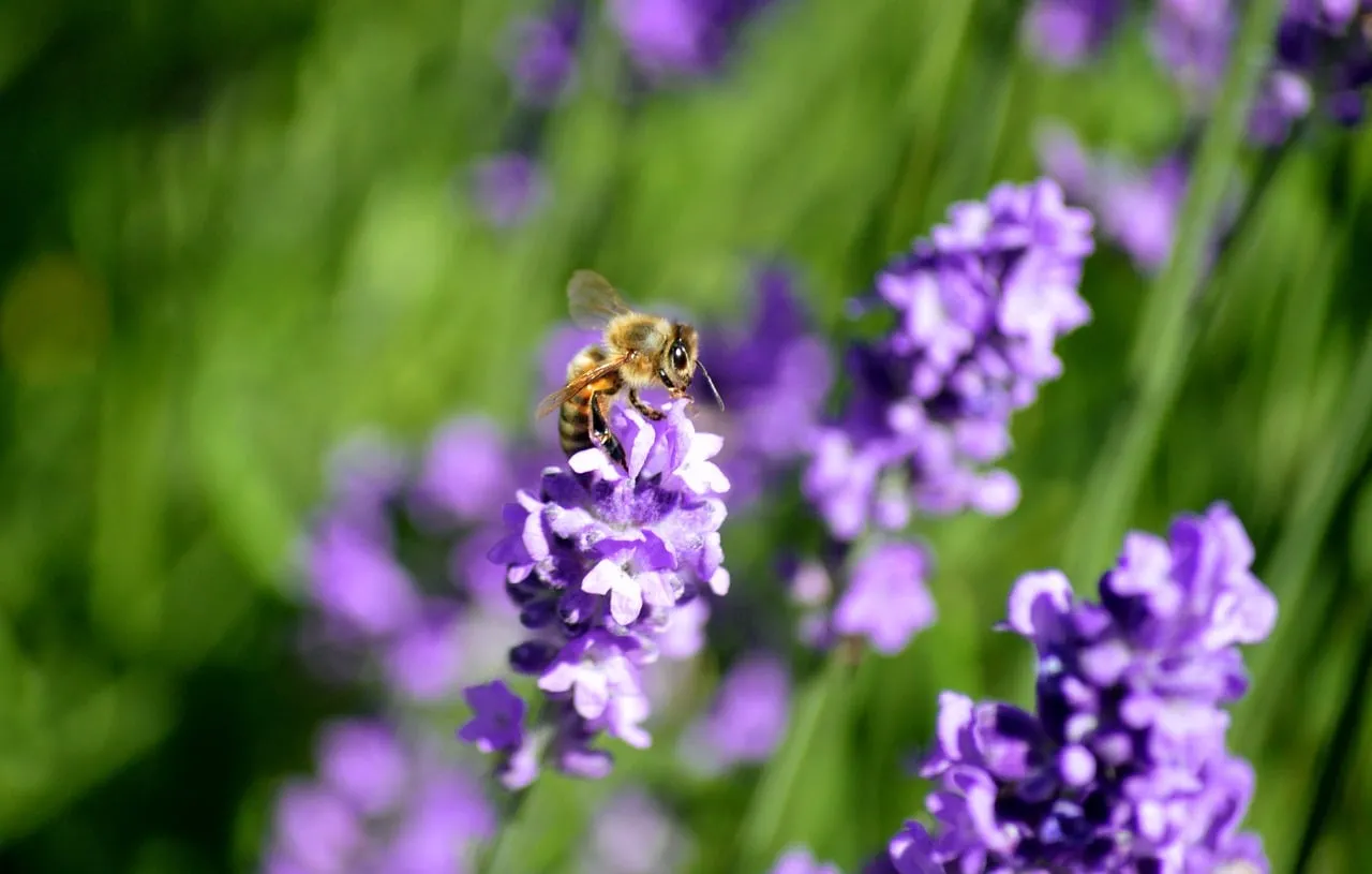 Vibrant Lavender Bliss: Honeybee's Nectar Journey