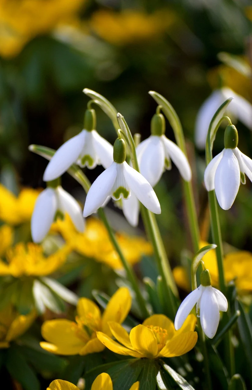 Vibrant Spring Awakening: Snowdrops and Winterlings Bloom