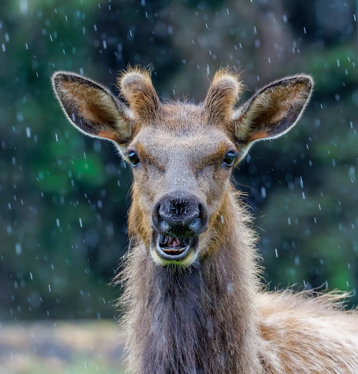 Striking Portrait: Elk Gazing Amidst West Coast Rain