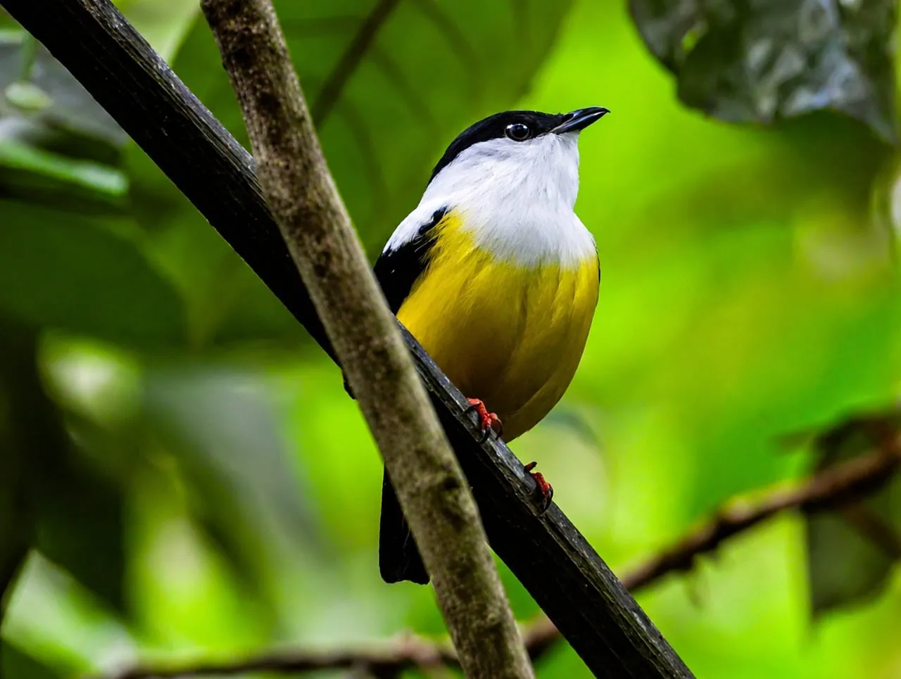 Vibrant Rainforest Bird: Yellow, Black, and White Plumage