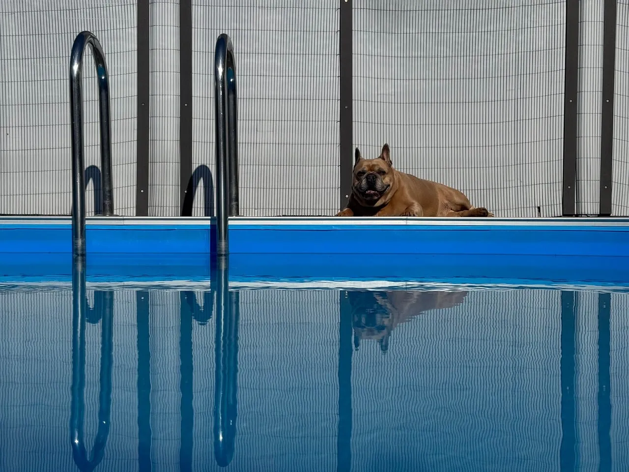 Sun-Drenched French Bulldog: Poolside Relaxation