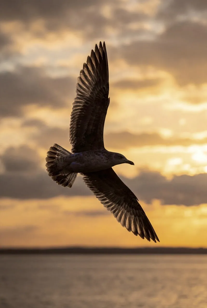 Breathtaking Sunset Flight: Seagull Soars Over Golden Ocean