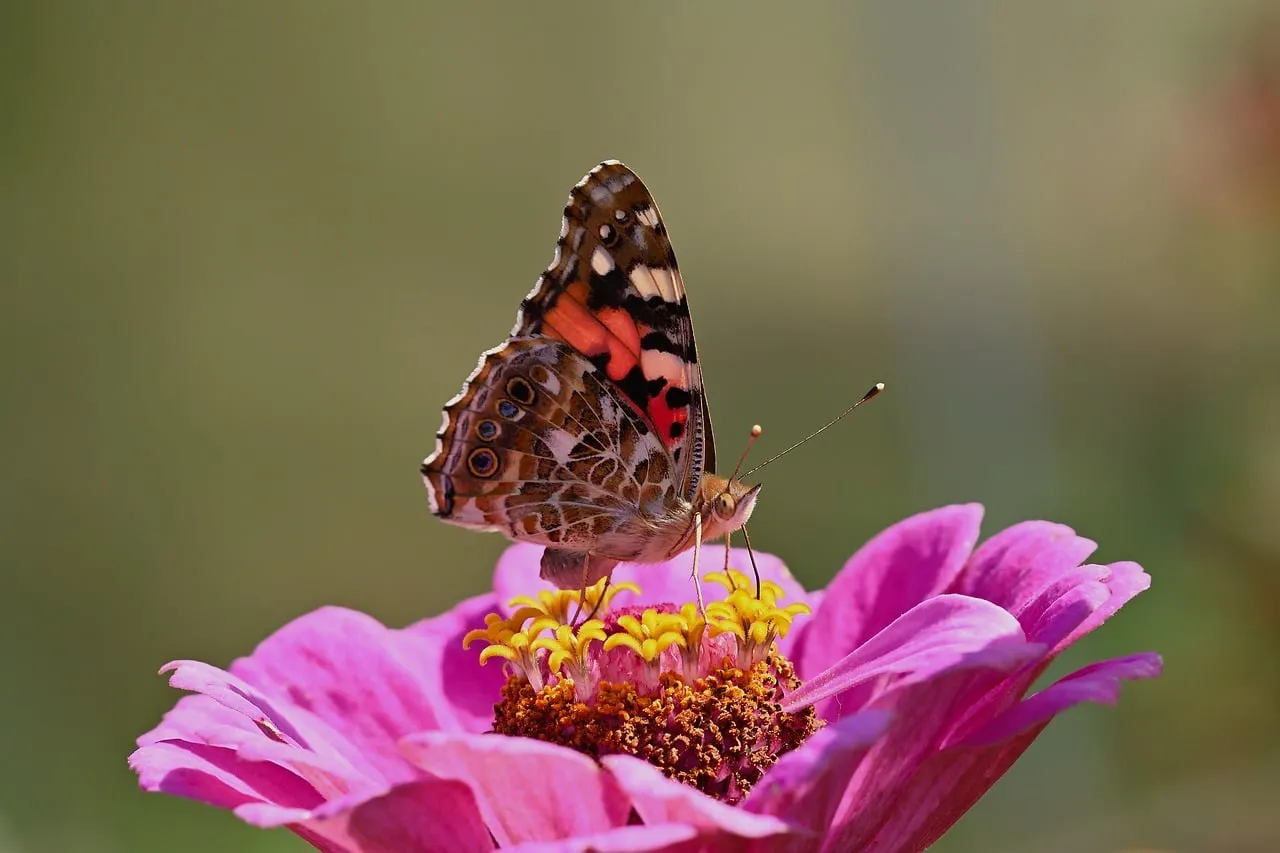 Vibrant Painted Lady Butterfly on Zinnia Macro