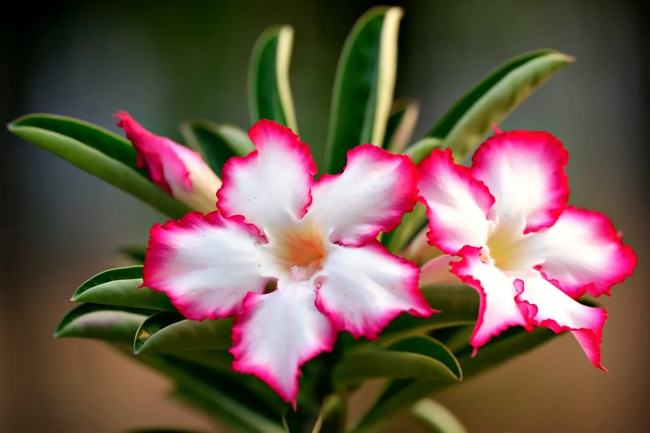 Vibrant Tropical Adenium: White Petals, Pink Edges