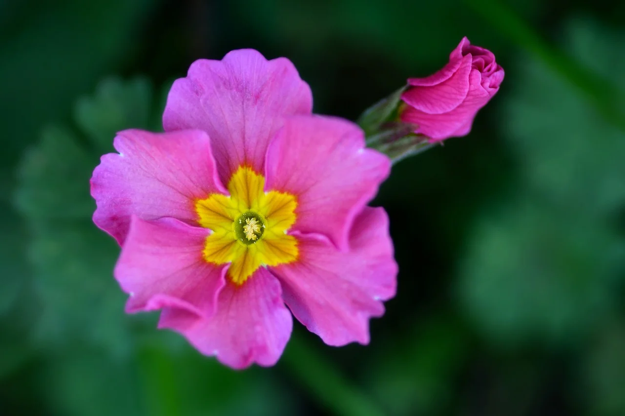 Vibrant Pink Primrose Macro: Garden's Delicate Jewel