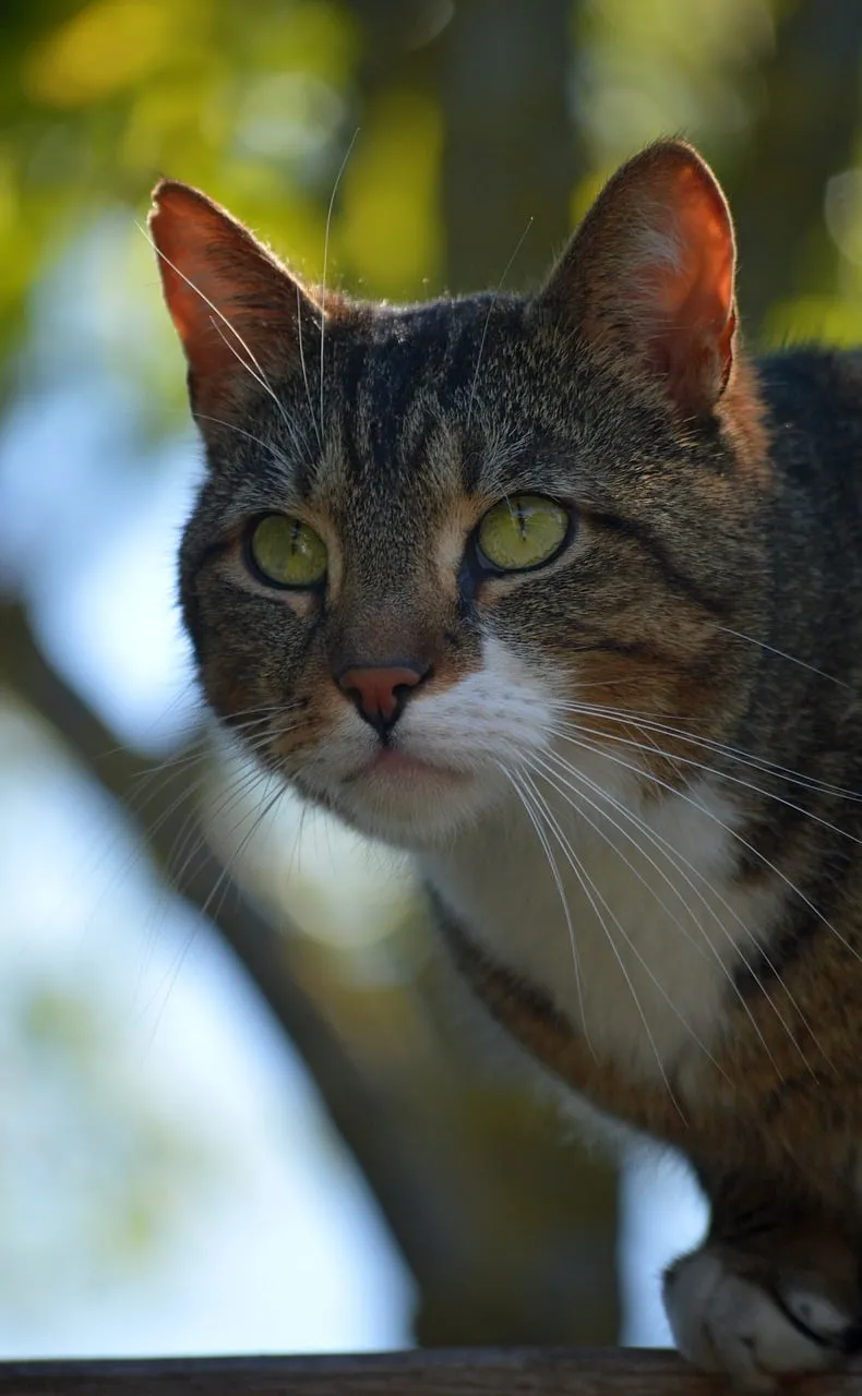 Captivating Gaze: Tabby Cat's Intense Watchfulness