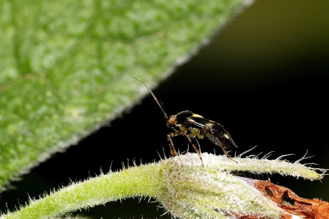 Macro Marvel: Curious Hexapod on a Textured Leaf