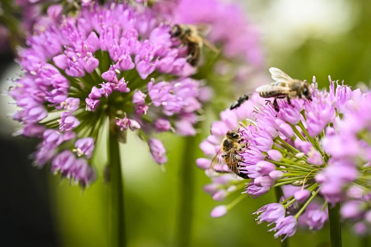 Vibrant Pollination: Bees Buzzing on Purple Allium Flowers