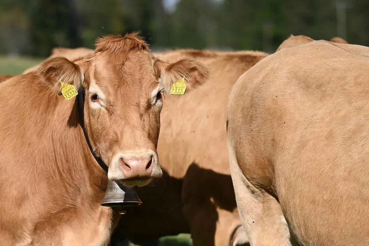 Serene Brown Cattle Grazing in Sun-Drenched Pasture
