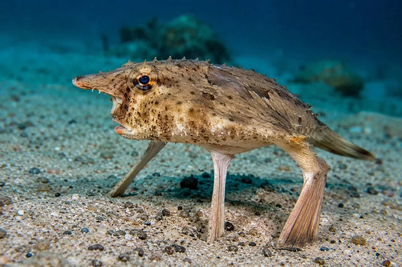 Bizarre Tripod Fish: Unveiling Deep-Sea Wonders
