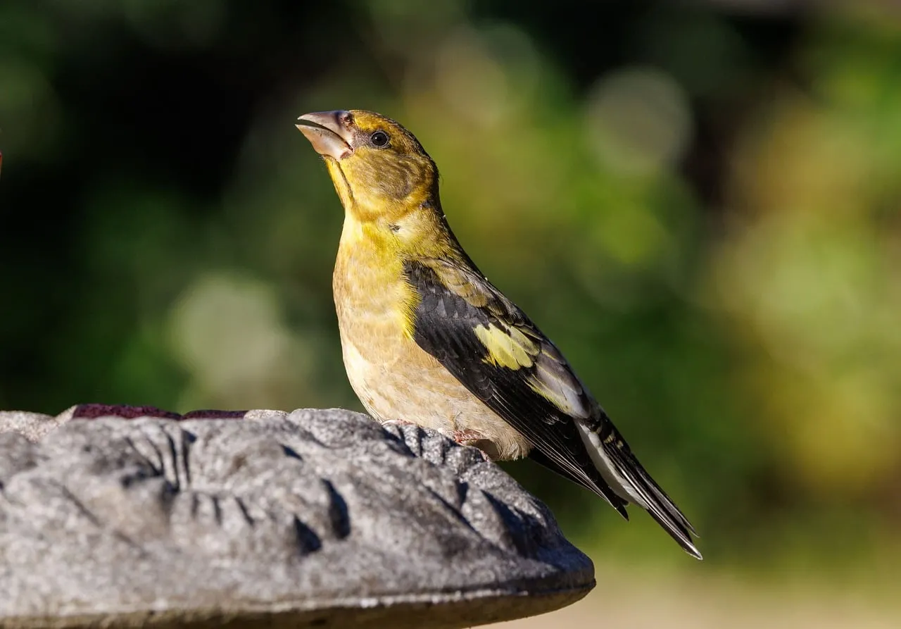 Vibrant Yellow-Brown Bird: A Striking Wildlife Portrait