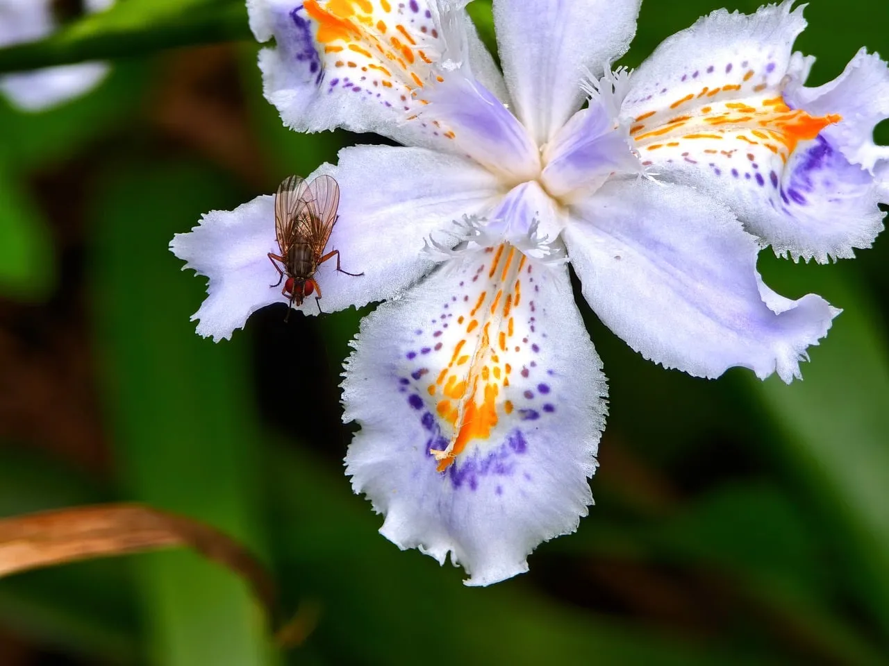 Vibrant Crested Iris with Intricate Fly Detail