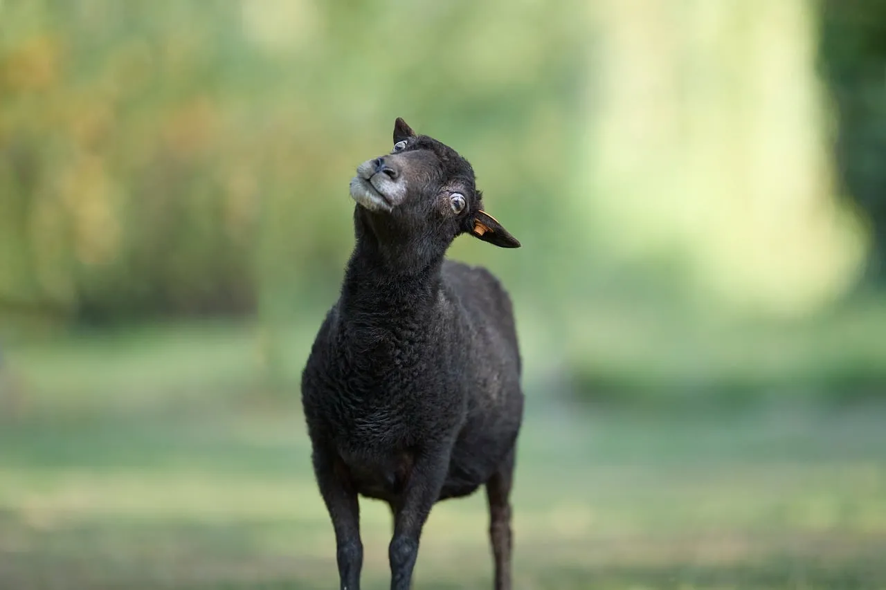 Curious Black Sheep with Tilted Head on a Green Background