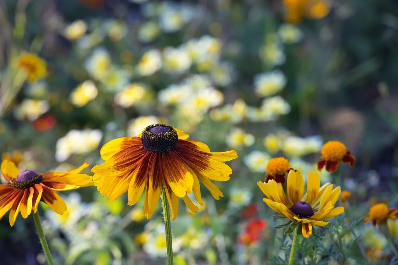 Vibrant Rudbeckia Blooms in a Serene Garden