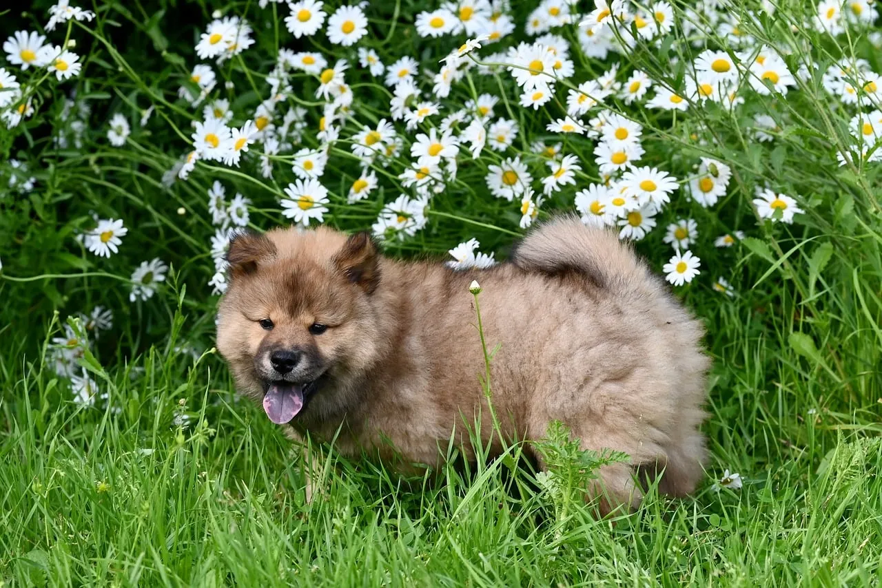 Charming Eurasian Puppy: A Fluffy Delight in a Daisy Meadow