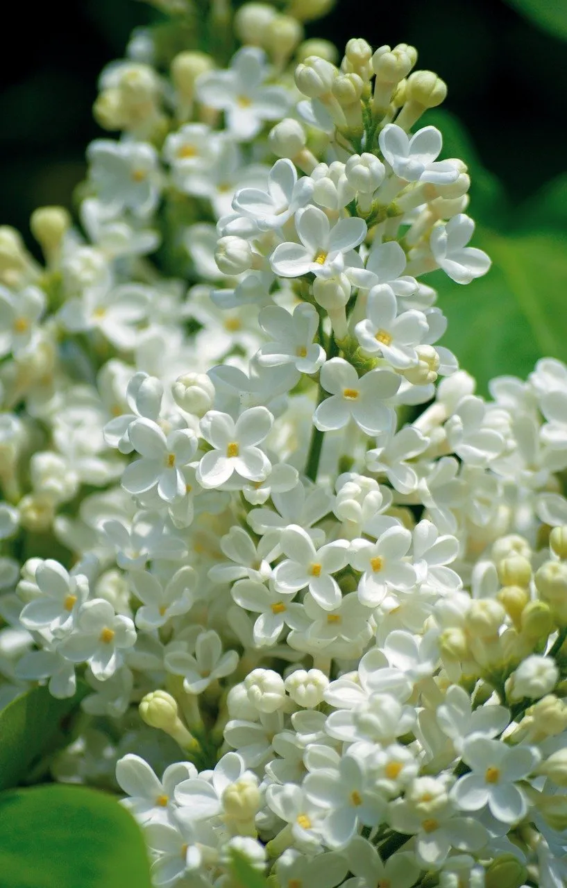 Stunning White Lilac: Pure Springtime Beauty in Bloom