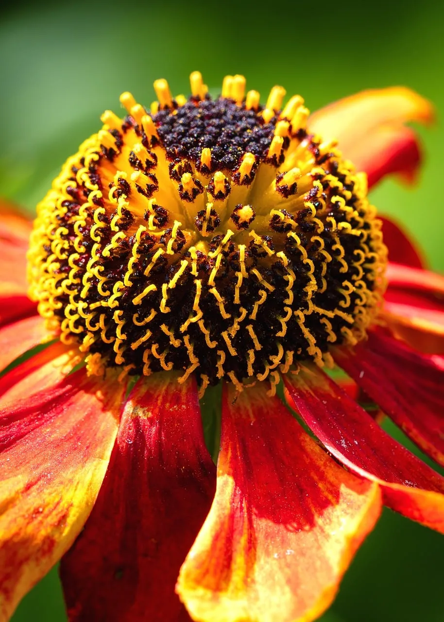 Vibrant Macro Bloom: Fiery Petals and Golden Core