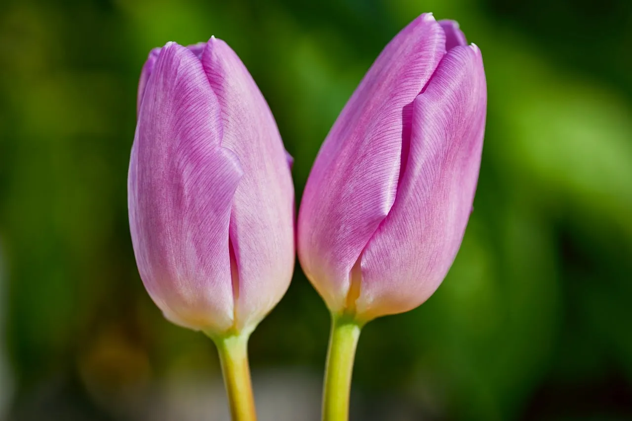 Vibrant Pink Tulip Duo: Nature's Delicate Spring Beauty