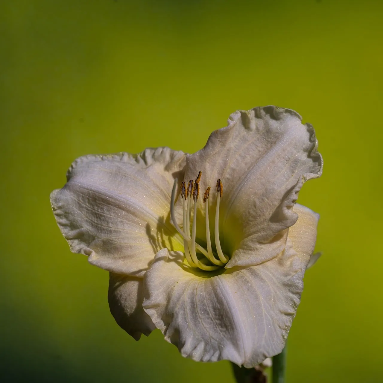 Stunning Cream Lily Macro: Vibrant Botanical Beauty