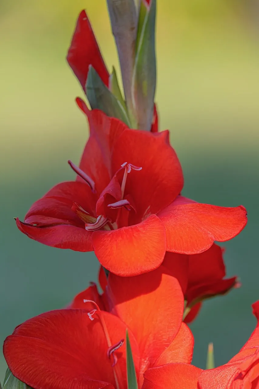 Vibrant Red Gladiolus: A Stunning Summer Bloom Macro